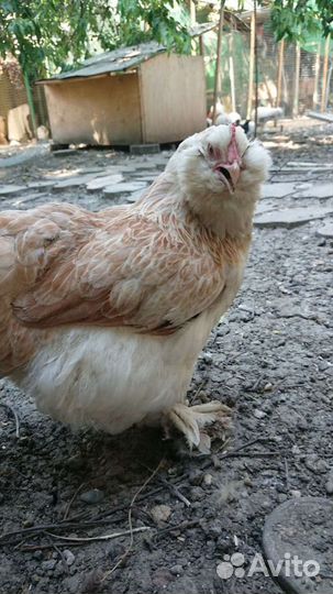 Фавероль лососевая инкубационное яйцо