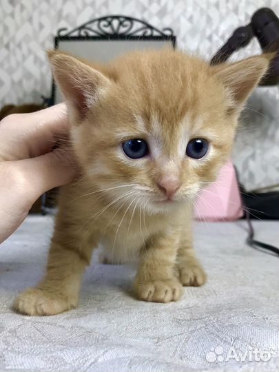 Отдам котенка