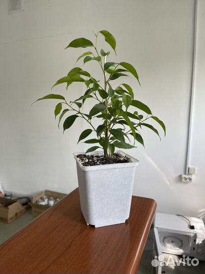 Продам фикус бенджамина Наташа и Кинки