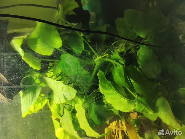 Аквариумные рыбки и растения