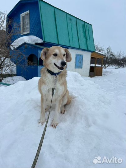 Маленькая собачка