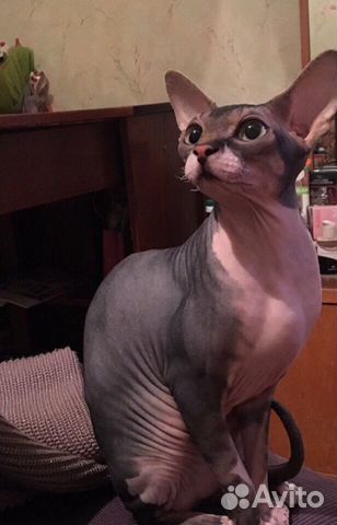 Канадский сфинкс котята. Передержка сфинкс ярославль. Сфинкс тверская. Сфинкс тверская. Канадский сфинкс.