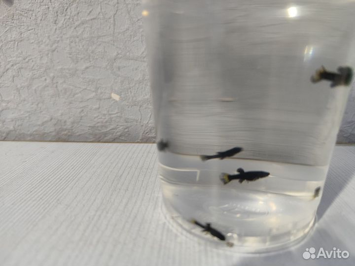 Мольки моллинезии