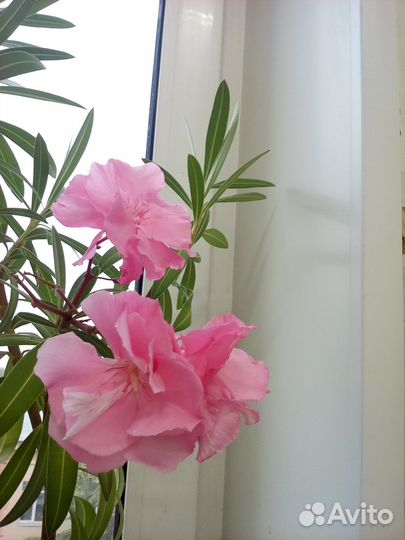 Олеандр, гибискус