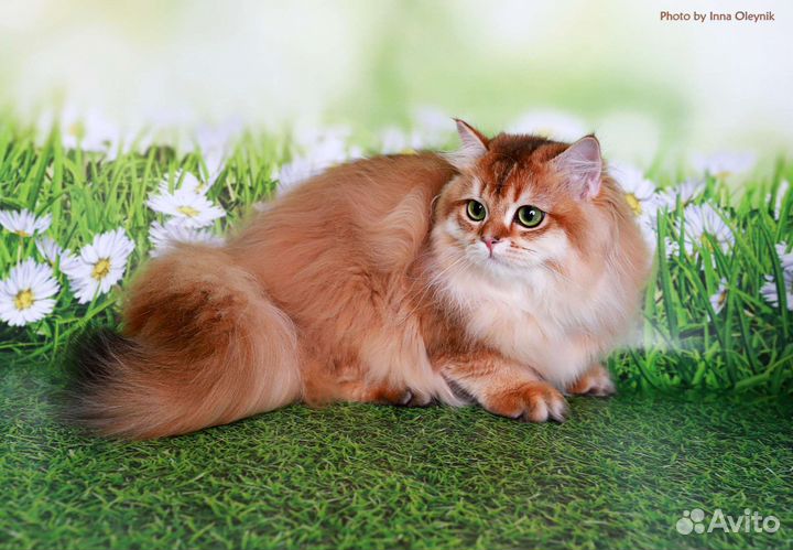 Британские короткошерстные котята