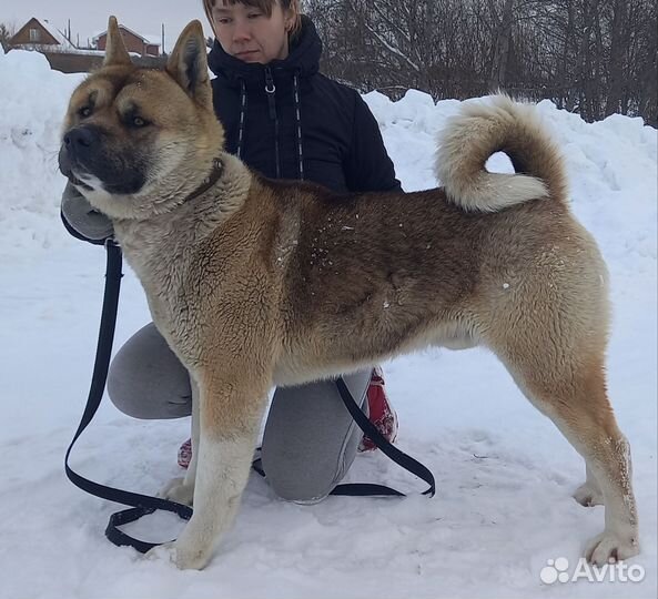 Американская акита