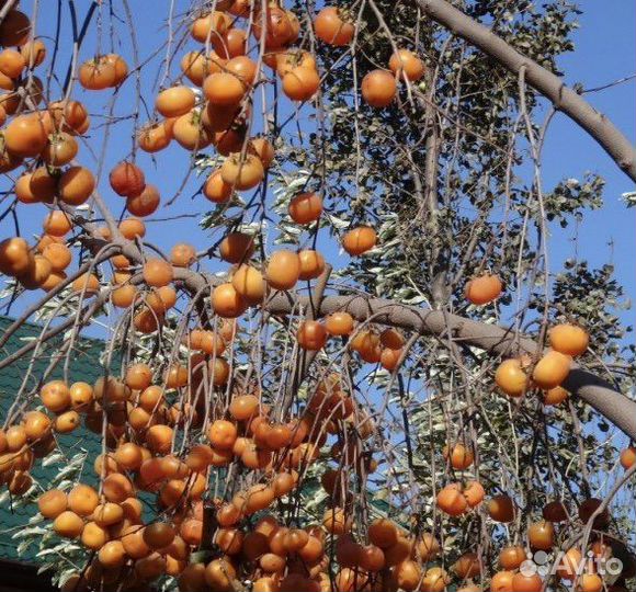 Хурма морозостойкая, редкие сорта, семена