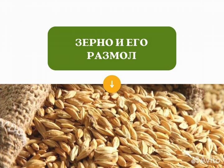 Пшеница Зерно (кг)