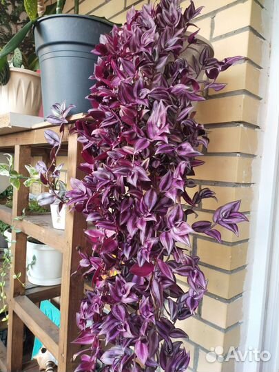 Комнатные цветы