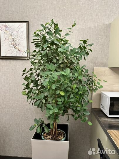 Фикус малейн большой