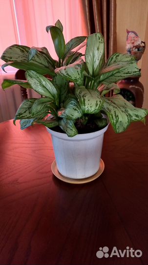 Кротон, аглаонема, сансивьерия