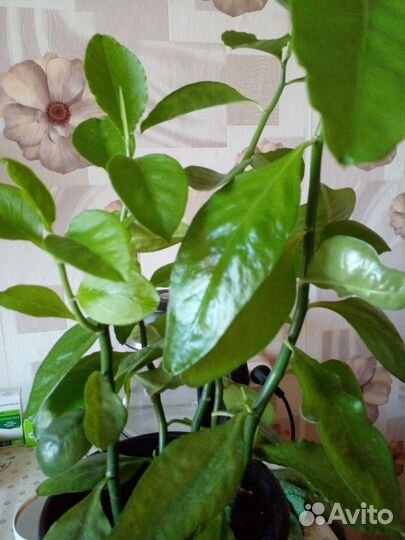 Педилантус зеленый