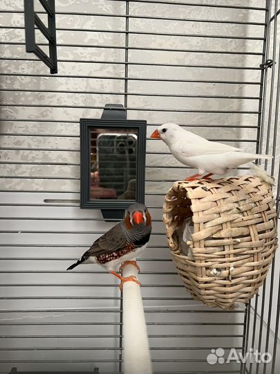 Отель для животных