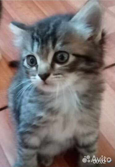 Бесплатно в добрые руки