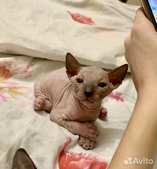 Канадский сфинкс