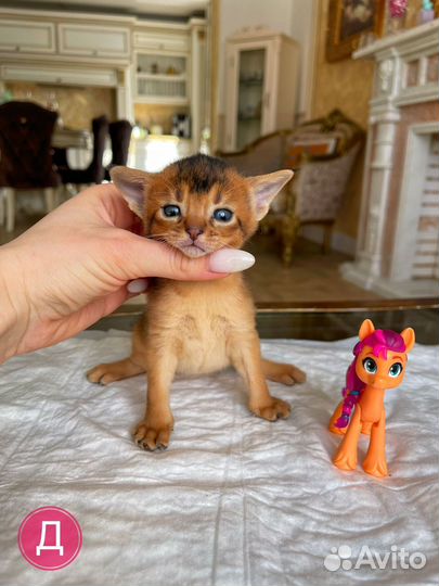 Абиссинские котята в экстремальном типе