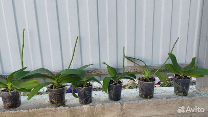 Орхидея фаленопсис отцвевшие