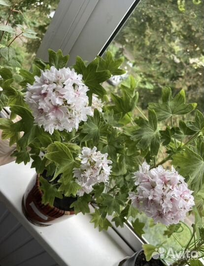 Герань Vektis Fineru (гвоздичная)