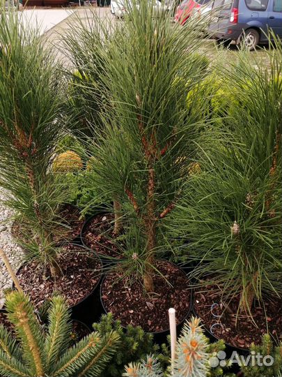 Сосна чёрная декоративная