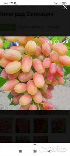 Саженцы винограда