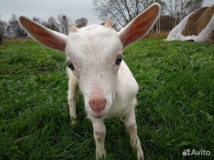 Козленок зааненский