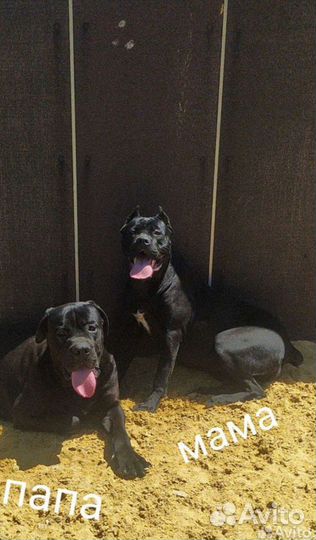 Щенки кане корсо