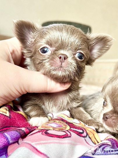 Ванилька лиловая