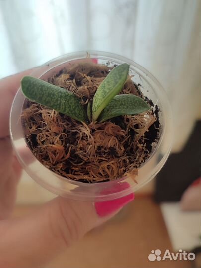 Гастерия Бейлиса