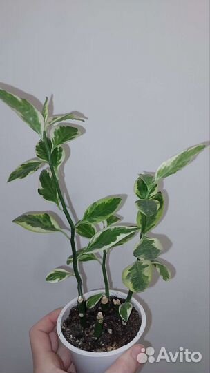 Педилантус пестролистный