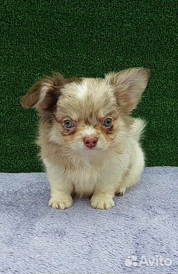 Чихуа мерле голубоглазый мальчик