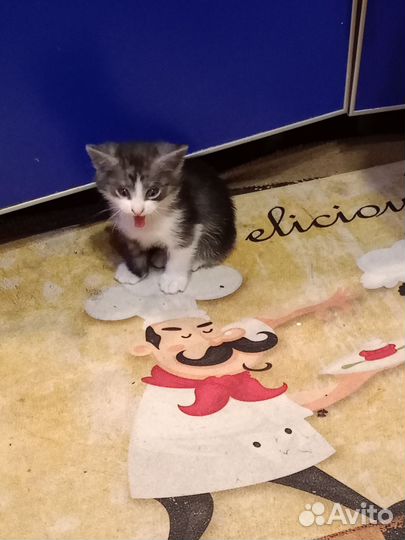 Кошка в дар бесплатно