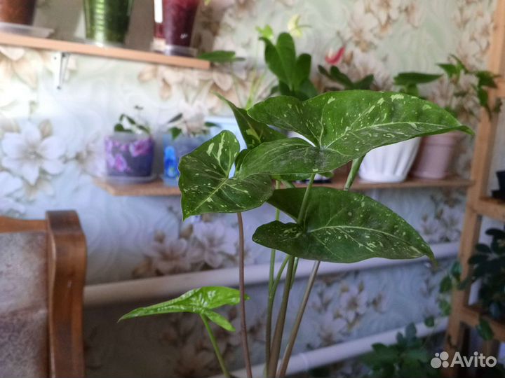 Монстера, сингониум, сциндапсус