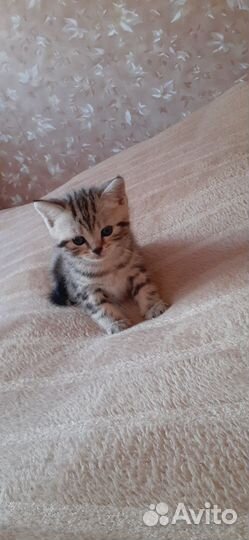 Британские котята