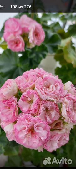 Пеларгония герань