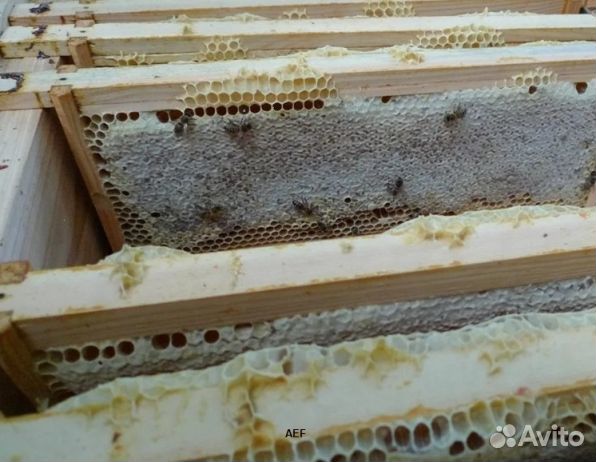 Мед 24 года из Алтая опт