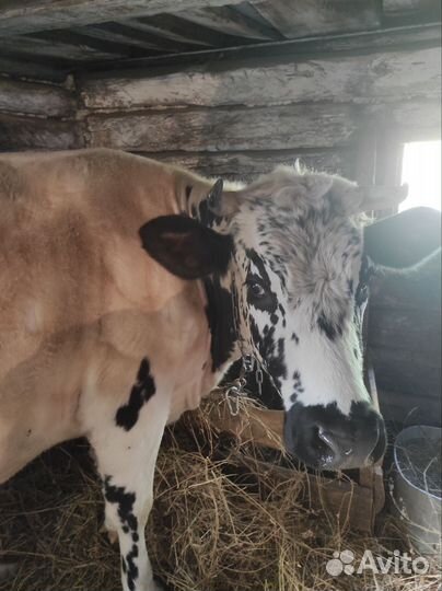 Корова дойная