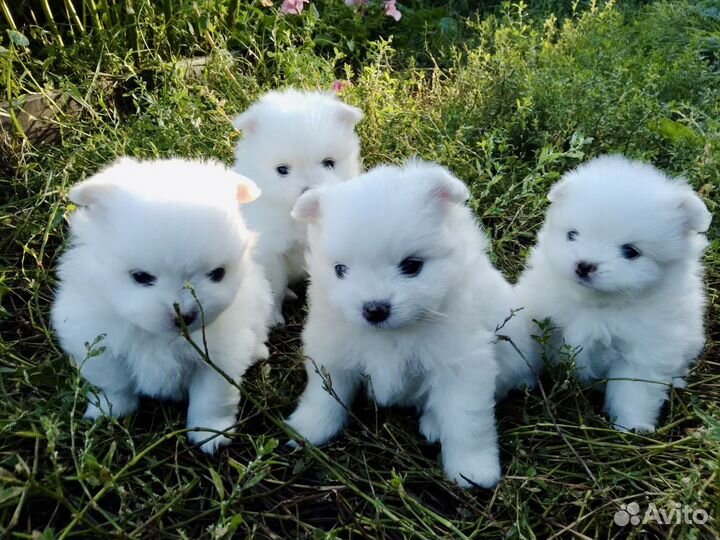 Щенки немецкого малого шпица