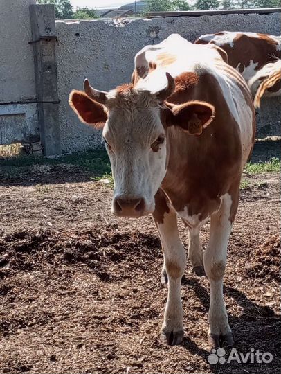 Продаëтся первотëлка