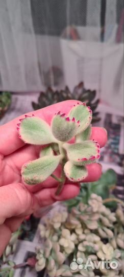 Крассулы и эхеверии. Суккуленты