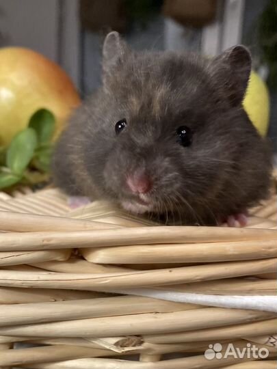 Сирийские хомяки из Питомника
