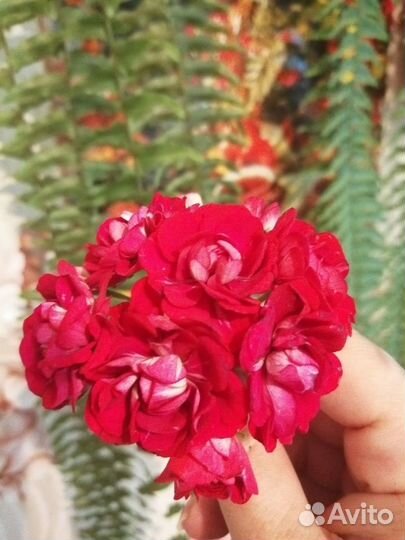 Розебудные герани (пеларгонии)