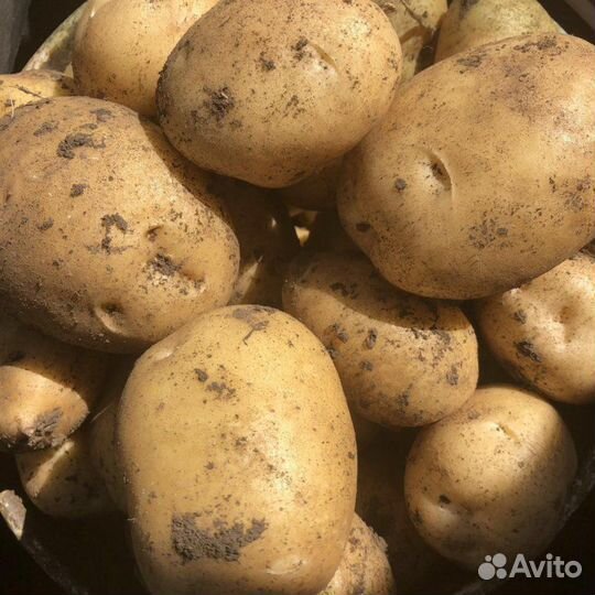 Картофель отборный крупный деревенский