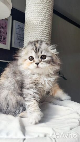 Продажа шотландских котят