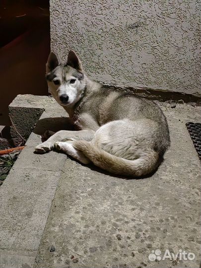 Найдена собака хаски