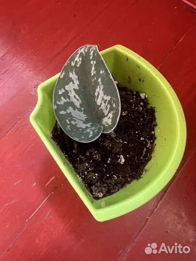 Сциндапсусы и Филодендроны