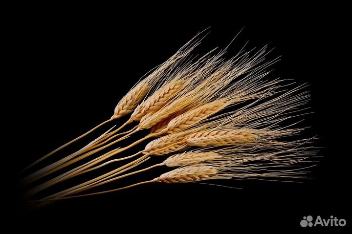 Пшеница и ячмень колосья. Пучки