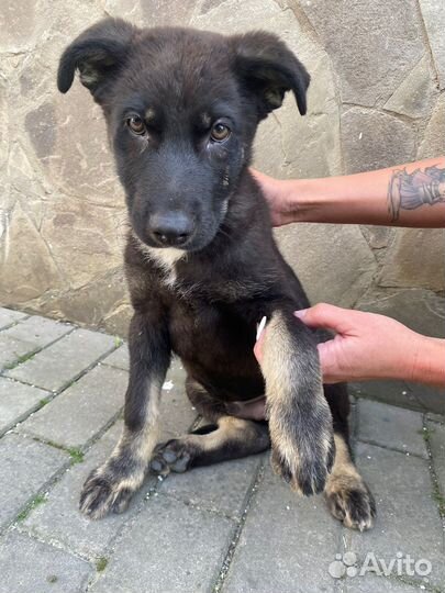 Щенок в добрые руки бесплатно