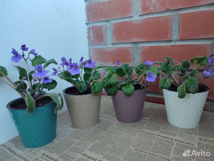 Фиалки цветущие в горшке