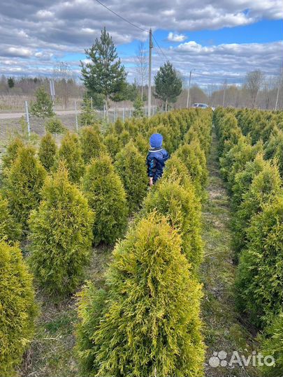 Продажа растений туй смарагд