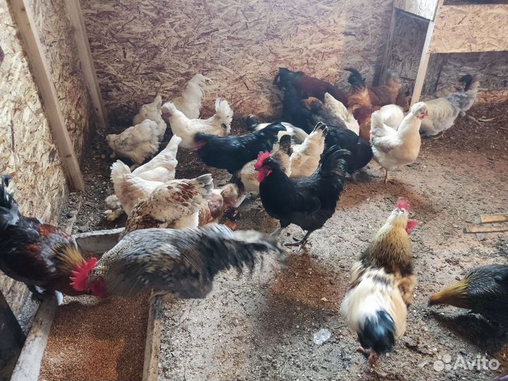 Молодые петухи